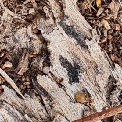 Papyrius sp. (genus) (A Coconut Ant) at Isaacs, ACT - 21 Aug 2024 by Mike