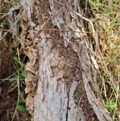 Papyrius sp. (genus) at Isaacs, ACT - suppressed