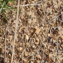 Iridomyrmex purpureus at Isaacs, ACT - 22 Aug 2024