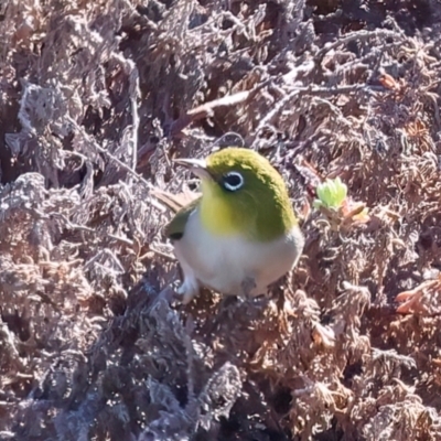 Zosterops lateralis (Silvereye) at Meru, WA - 18 Apr 2024 by jb2602