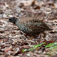 Turnix melanogaster (Black-breasted Buttonquail) at Inskip, QLD - 10 May 2010 by MichaelBedingfield