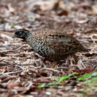 Turnix melanogaster (Black-breasted Buttonquail) at Inskip, QLD - 10 May 2010 by MichaelBedingfield