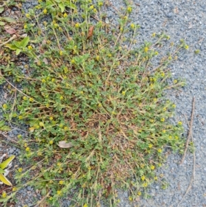 Trifolium dubium at Isaacs, ACT - 22 Aug 2024