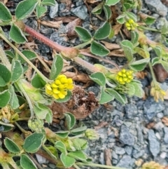 Trifolium dubium at Isaacs, ACT - 22 Aug 2024