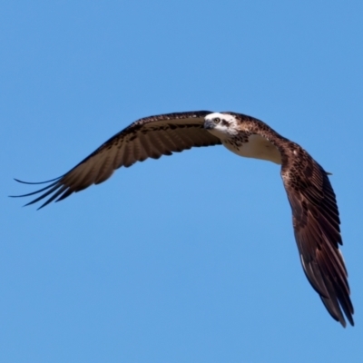 Pandion haliaetus (Osprey) at Meru, WA - 18 Apr 2024 by jb2602