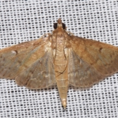 Herpetogramma licarsisalis (Sod Webworm) at Sheldon, QLD - 9 Mar 2024 by PJH123