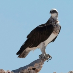 Pandion haliaetus (Osprey) at Houtman Abrolhos, WA - 18 Apr 2024 by jb2602