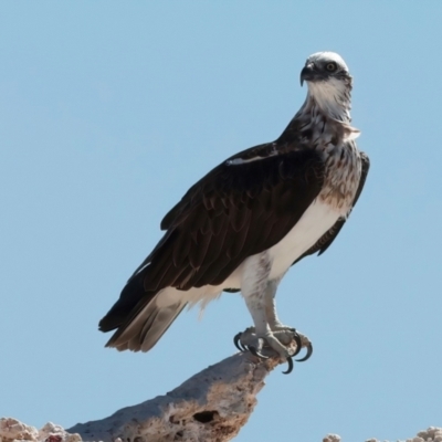 Pandion haliaetus (Osprey) at Houtman Abrolhos, WA - 18 Apr 2024 by jb2602