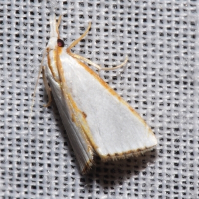 Neargyria argyraspis (A Crambid moth (Crambinae) at Sheldon, QLD - 8 Mar 2024 by PJH123