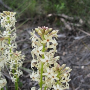 Stackhousia monogyna at Paddys River, ACT - 30 Oct 2010