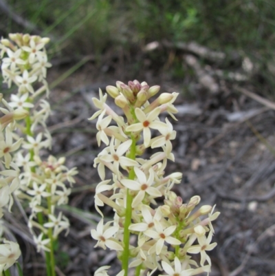 Stackhousia monogyna (Creamy Candles) at Paddys River, ACT - 30 Oct 2010 by MB