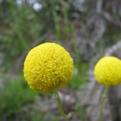 Craspedia sp. (Billy Buttons) at Paddys River, ACT - 29 Oct 2010 by MB