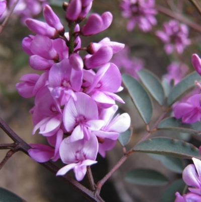 Indigofera australis subsp. australis (Australian Indigo) at Paddys River, ACT - 29 Oct 2010 by MB