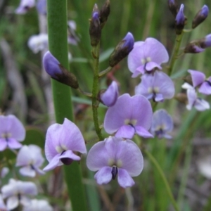 Glycine clandestina at Paddys River, ACT - 30 Oct 2010 08:56 AM