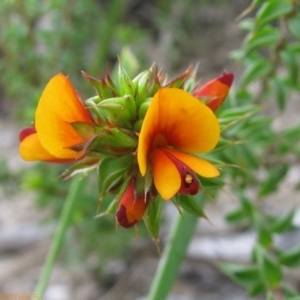 Pultenaea procumbens at Paddys River, ACT - 30 Oct 2010