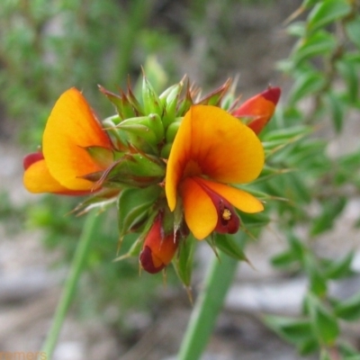 Pultenaea procumbens (Bush Pea) at Paddys River, ACT - 29 Oct 2010 by MB