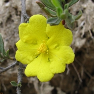 Hibbertia obtusifolia at Paddys River, ACT - 30 Oct 2010