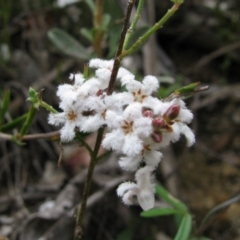 Leucopogon or Styphelia sp. (A Beard-heath) at Paddys River, ACT - 29 Oct 2010 by MB