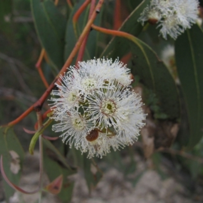 Eucalyptus (genus) (A Gum Tree) at Paddys River, ACT - 30 Oct 2010 by MB