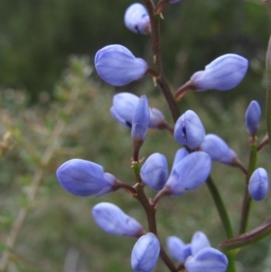 Comesperma volubile at Paddys River, ACT - 30 Oct 2010