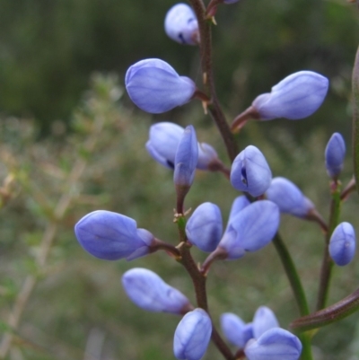 Comesperma volubile (Love Creeper) at Paddys River, ACT - 29 Oct 2010 by MB