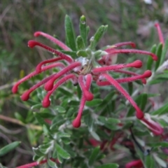 Grevillea lanigera (Woolly Grevillea) at Paddys River, ACT - 29 Oct 2010 by MB