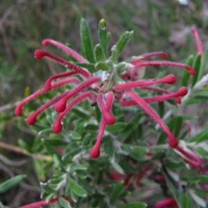 Grevillea lanigera at Paddys River, ACT - 30 Oct 2010 09:12 AM