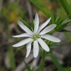 Stellaria pungens (Prickly Starwort) at Paddys River, ACT - 29 Oct 2010 by MB