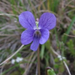 Viola betonicifolia (Mountain Violet) at Paddys River, ACT - 30 Oct 2010 by MB