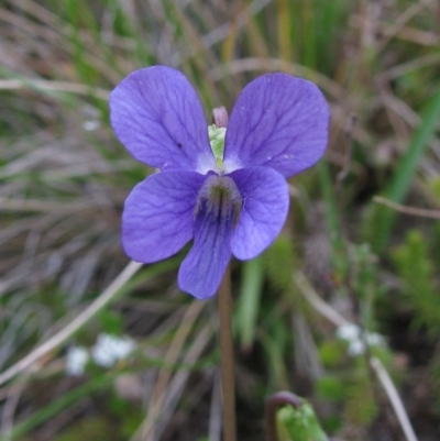 Viola betonicifolia (Mountain Violet) at Paddys River, ACT - 30 Oct 2010 by MB