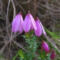 Tetratheca bauerifolia (Heath Pink-bells) at Paddys River, ACT - 29 Oct 2010 by MB