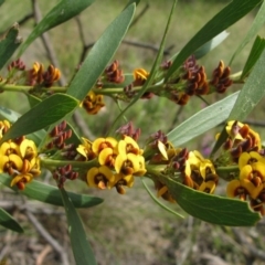 Daviesia mimosoides subsp. mimosoides at Paddys River, ACT - 29 Oct 2010 by MB