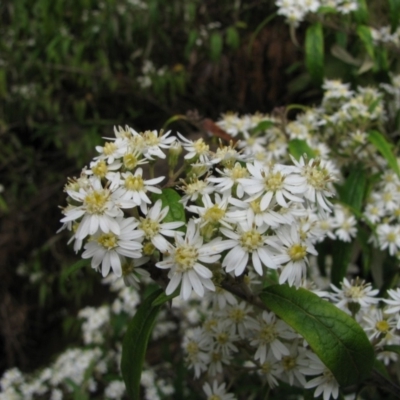 Olearia lirata (Snowy Daisybush) at Paddys River, ACT - 29 Oct 2010 by MB