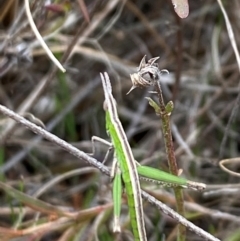 Keyacris scurra (Key's Matchstick Grasshopper) at Wamboin, NSW - 22 Aug 2024 by JT1997