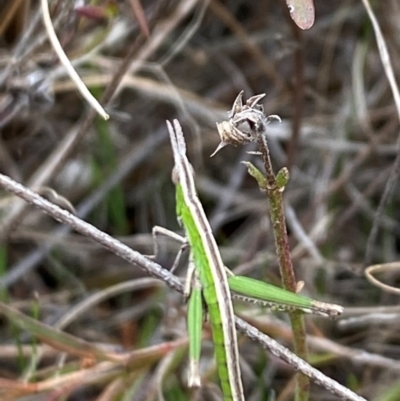 Keyacris scurra at Wamboin, NSW - 22 Aug 2024 by JT1997