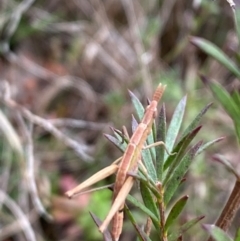Keyacris scurra at Wamboin, NSW - suppressed