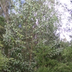 Lagunaria patersonia subsp. patersonia (Norfolk Hibiscus) at Jamberoo, NSW - 22 Aug 2024 by plants