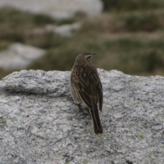 Anthus australis (Australian Pipit) at Munyang, NSW - 31 Dec 2008 by MB