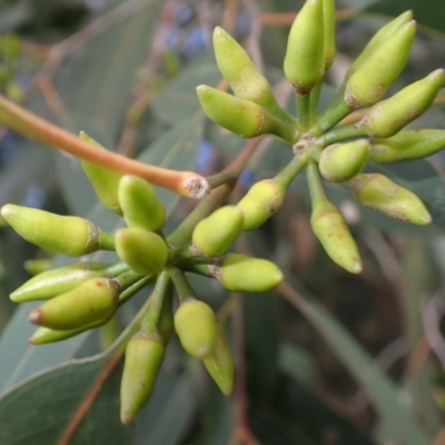 Eucalyptus amplifolia (Cabbage Gum) at Jamberoo, NSW - 21 Aug 2024 by plants