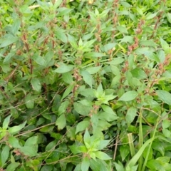 Parietaria judaica (Pellitory) at Jamberoo, NSW - 22 Aug 2024 by plants