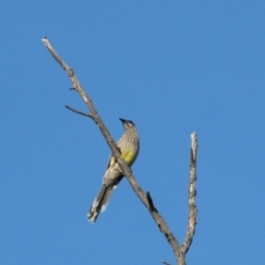 Anthochaera carunculata (Red Wattlebird) at Theodore, ACT - 27 Dec 2008 by MB