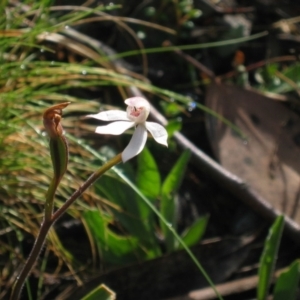 Caladenia alpina at Yaouk, NSW - 30 Nov 2008