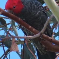 Callocephalon fimbriatum (Gang-gang Cockatoo) at Deakin, ACT - 22 Aug 2024 by RobParnell