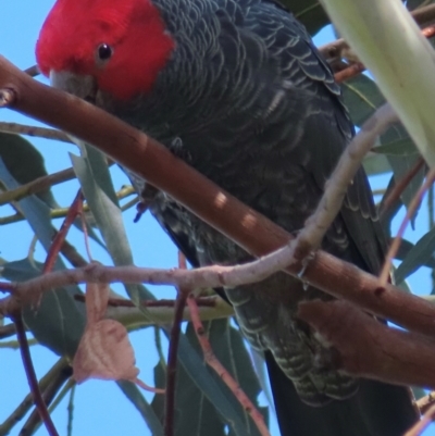 Callocephalon fimbriatum (Gang-gang Cockatoo) at Deakin, ACT - 22 Aug 2024 by RobParnell