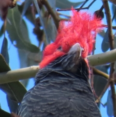 Callocephalon fimbriatum at Deakin, ACT - 22 Aug 2024