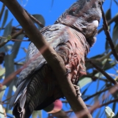 Callocephalon fimbriatum at Deakin, ACT - 22 Aug 2024