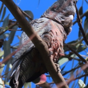 Callocephalon fimbriatum at Deakin, ACT - 22 Aug 2024