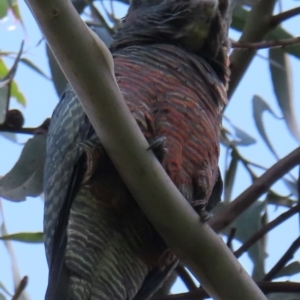 Callocephalon fimbriatum at Deakin, ACT - 22 Aug 2024