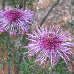 Isopogon formosus at Wuraming, WA - 30 Sep 2008 by MB