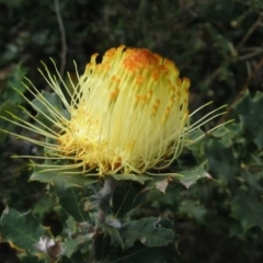 Banksia sp. at Mount Wells, WA - 30 Sep 2008 by MB